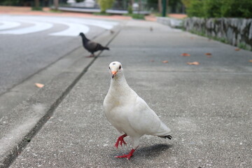 white bird on the street
