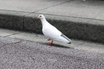 pigeon on the street