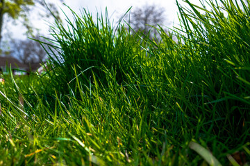 green grass on a day
