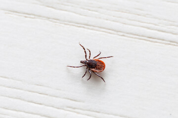 Tick walking on the floor at home
