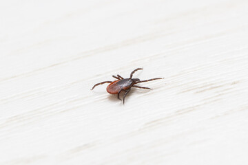Tick walking on the floor at home