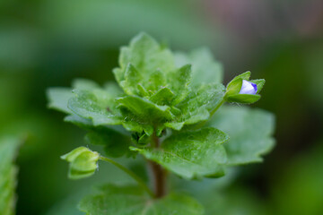 Veronica persica with a small bud,The flowers are small and bright blue,is an annual winter annual herb that reproduces from seed.Mahomet Allum, used the plant to treat patients with heart trouble