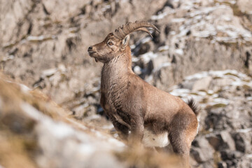 Capricorn in the Bavarian Alps