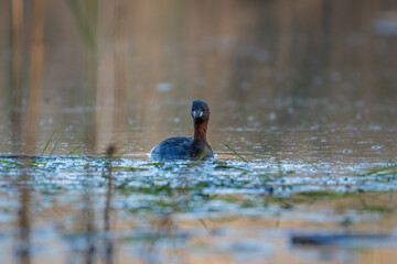 Little Grebe, Tachybaptus ruficollis, swims in its habitat - a natural habitat of a little grebe, a pond with thickets, a little grebe feels good here, a natural and wild refuge for water birds