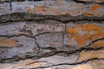 cracked gray and brown tree bark close-up. Textured natural background. Copy space	