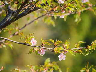 桜