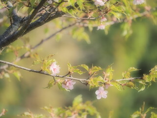 桜