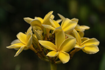 Obraz na płótnie Canvas Closeup view of bright yellow frangipani or plumeria cluster of flowers in sunny tropical garden isolated on dark natural background