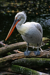 Krauskopf-Pelikan auf Baumstamm am Wasser