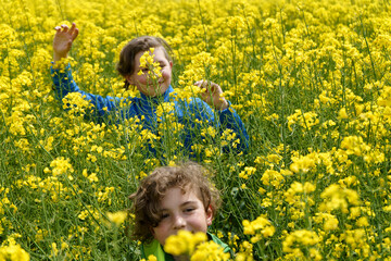 gelb bl&uuml;hendes Rapsfeld im Fr&uuml;hling