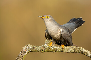 Common cuckoo ( Cuculus canorus )