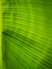 Unfocused banana leaf texture background. Abstract stripped natural wallpaper. Tropical leaf iluminated by sun