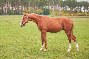 Fototapeta premium A bay foal with white legs stands on the lawn