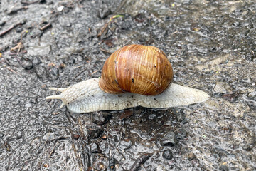 Weinbergschnecke im Regen