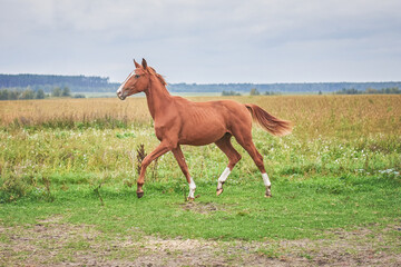 Fototapeta na wymiar A beautiful, bright, red foal gallops across the field