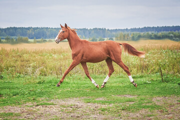 A foal trotting across a field