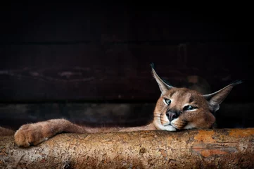 Fotobehang Close-up portret van een Lynx in het bos © irimeiff