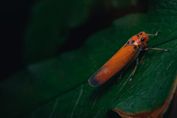 beautiful froghopper on a leaf