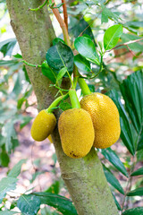 fresh jackfruit on jackfruit tree