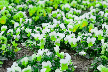 A mix of various white and green pansies. The flower bed is planted with pansies with white and green petals. Selective focused and blurred floral background