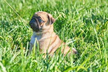 Little pug puppy sits in green grass, close-up