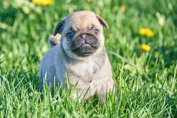 Pug puppy runs on a bright green lawn