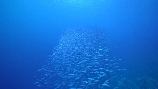 Seascape with School of Fish, Boga fish in the coral reef of the Caribbean Sea, Curacao