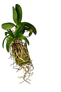 Orchid flower, phalaenopsis and its long root system on a white background.