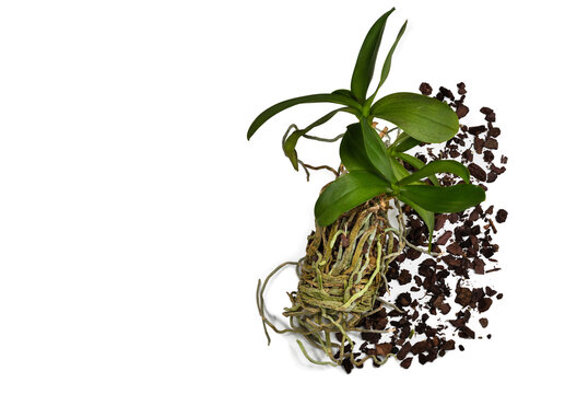 Orchid flower, phalaenopsis and its root system on a white background with copy space. Orchid flower care, planting and cultivation.