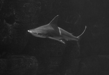 Sand Tiger Shark, seemingly floating in the air but really swimming in a dark aquarium. 