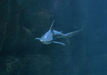 Fototapeta premium Sand Tiger Shark, seemingly floating in the air but really swimming in a dark aquarium. 