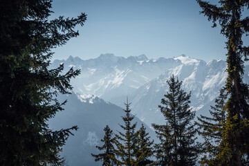 View of the alps  from the forest