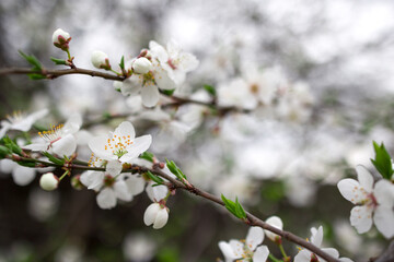Macro shot of blooming tree branch against bokeh background . Flora pattern texture, Nature floral background.  Selective focus