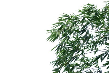 Tropical Bamboo tree with leaves and branches on white isolated background for green foliage backdrop