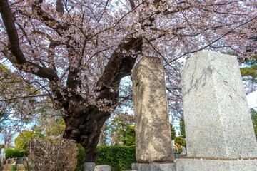 墓地と桜　Japanese grave garden with beautiful cherry blossoms