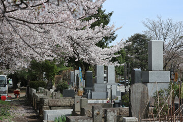 墓地と桜　Japanese grave garden with beautiful cherry blossoms