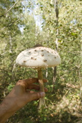 mushrooms in transylvania