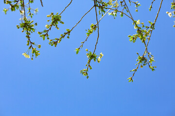 Cherries bloom in spring