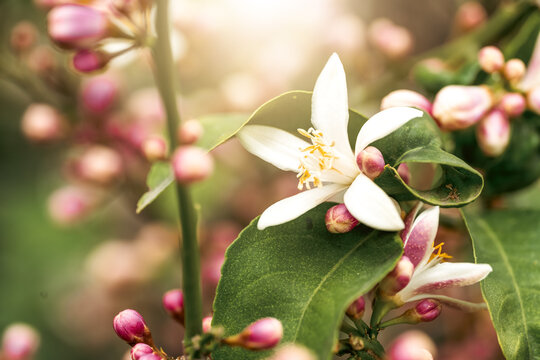 Macro photography of close up, pink and white citrus tree blossoms