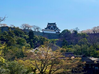 hikone castle 
tree 
japanese cherry blossom 
sakura 
castle 
blue sky 
sky 
桜
城
彦根城
木
青空
空