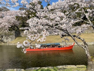 blossom in spring