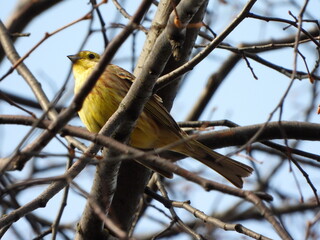 The yellowhammer (Emberiza citrinella) is a passerine bird in the bunting family that is native to Eurasia and has been introduced to New Zealand and Australia