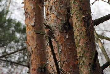 The common chaffinch or simply the chaffinch (Fringilla coelebs) is a common and widespread small passerine bird in the finch family. 