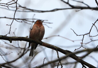 The common chaffinch or simply the chaffinch (Fringilla coelebs) is a common and widespread small passerine bird in the finch family. 