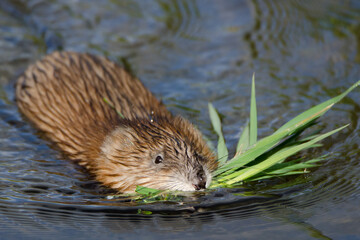 Bisam Bisamratte (Ondatra zibethicus) schwimmend mit Pflanzenmaterial im Maul auf dem Weg zur ihrem...