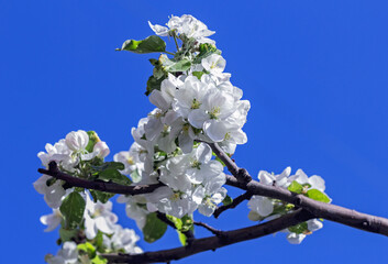 Blooming branch of white apple tree