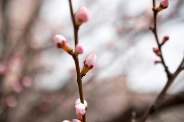 Apricot blossom in spring season