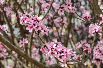 Pink flowers of a blossoming Prunus cerasifera Pissardi plum tree close-up on a blurred background