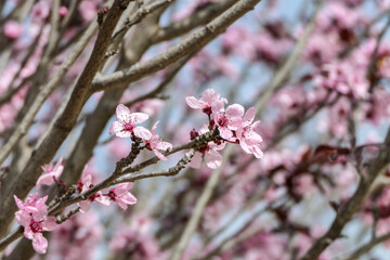 Pink flowers of a blossoming Prunus cerasifera Pissardi plum tree close-up on a blurred background