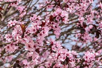Pink flowers of a blossoming Prunus cerasifera Pissardi plum tree close-up on a blurred background